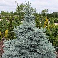 Ель колючая Хото (Picea pungens Hoto)